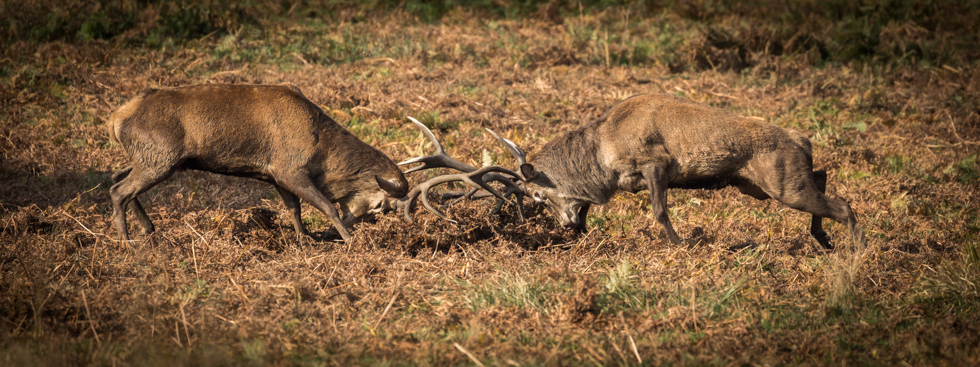 Red Deer Stags Fighting, Richmond Park, London