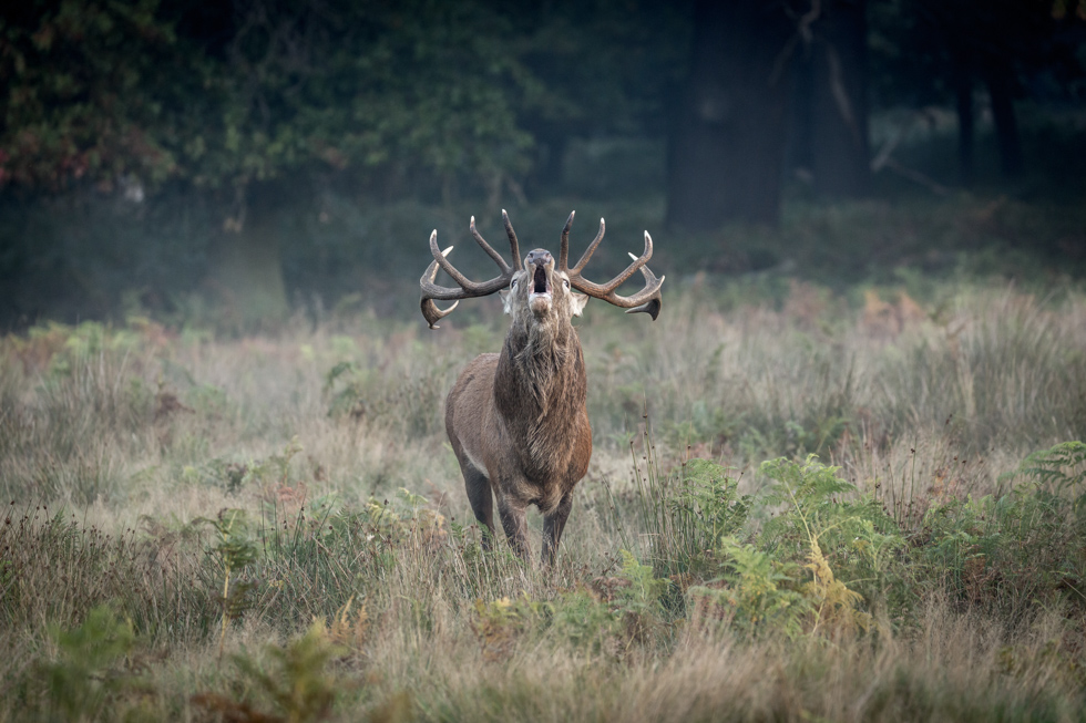 Roaring Red Deer Stag, Richmond Park, London