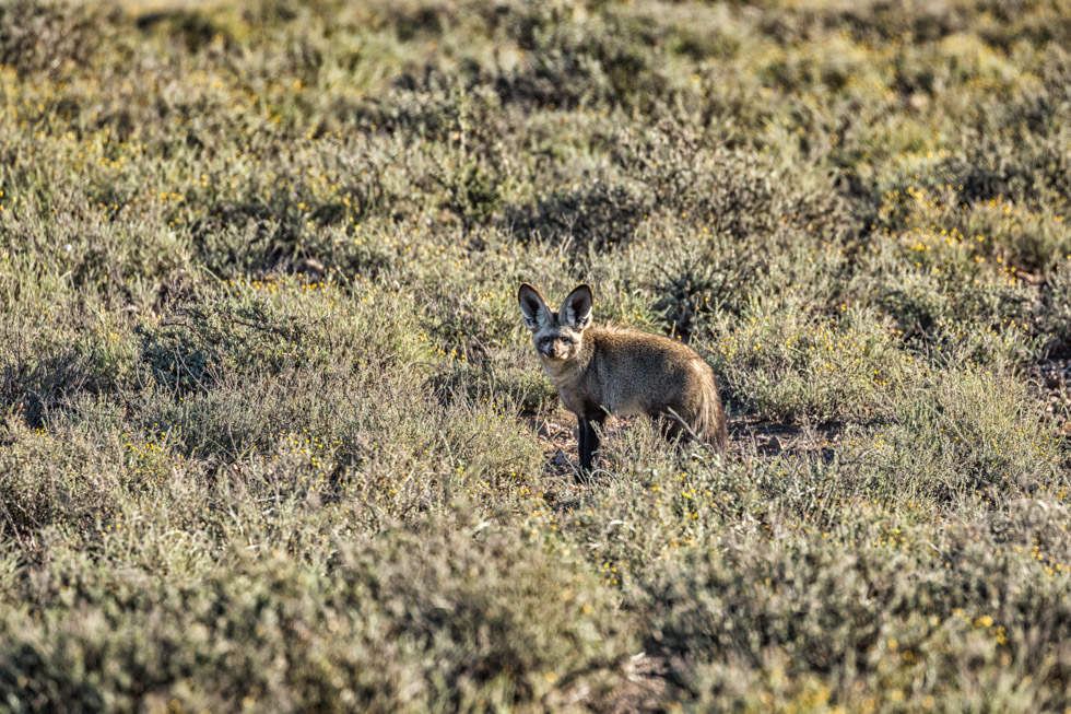 Bat-Eared Fox, Karoo National Park, South Africa