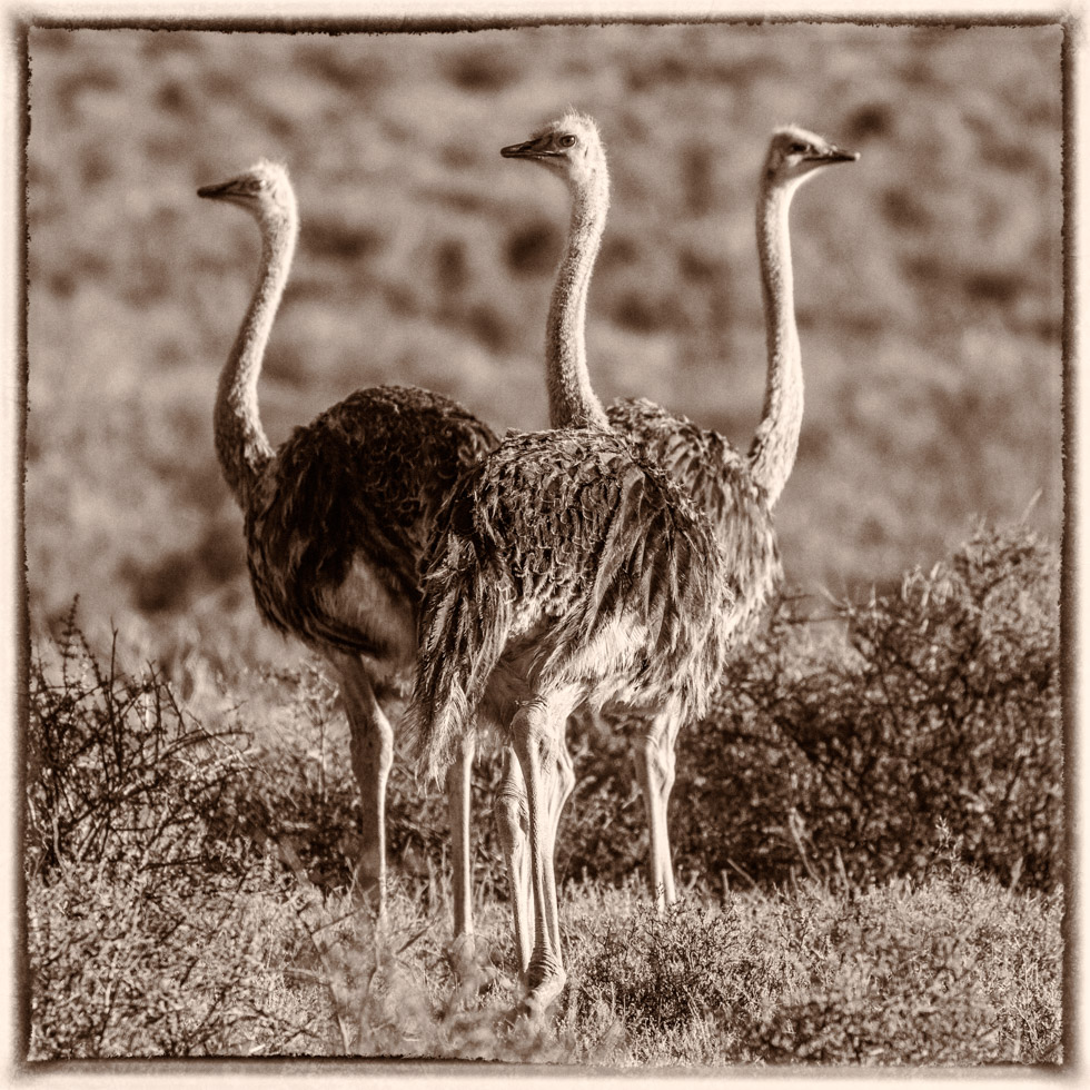 Three Ostriches, Karoo National Park, South Africa