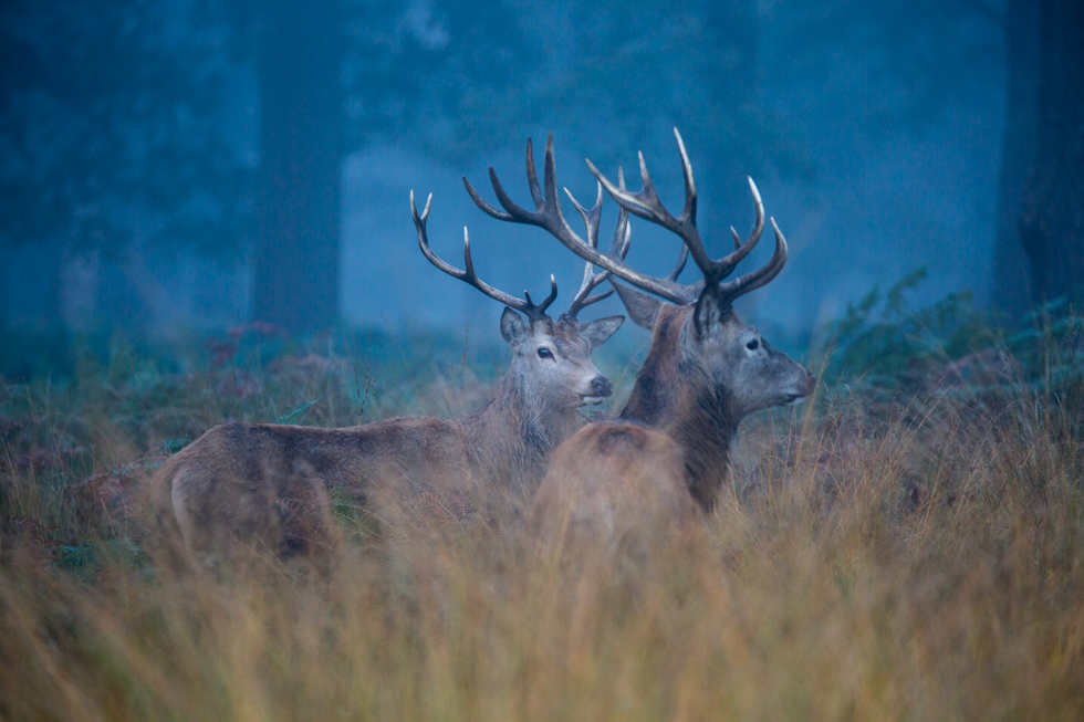 Two Stags, Richmond Park, London