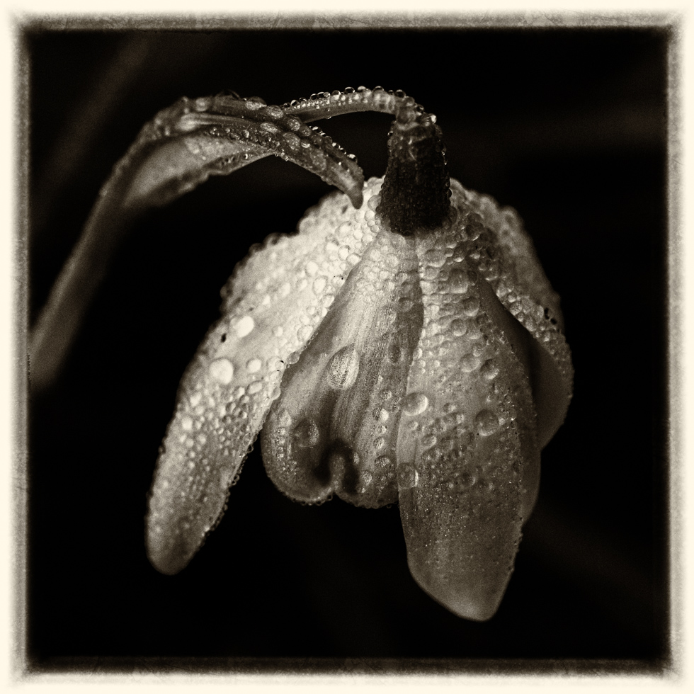 Snowdrop in Melting Frost, Ashtead, UK