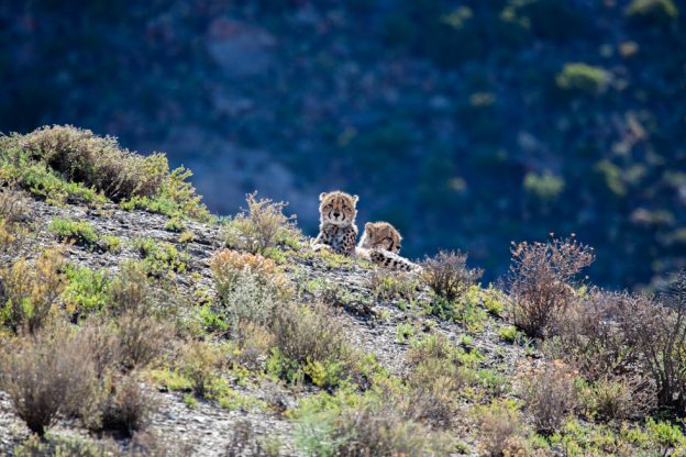 Cheetah Cubs, Sanbona, South Africa