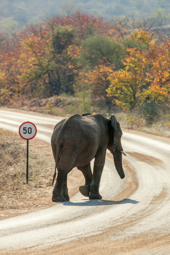 Elephant Speed Limit, Kruger National Park, South Africa