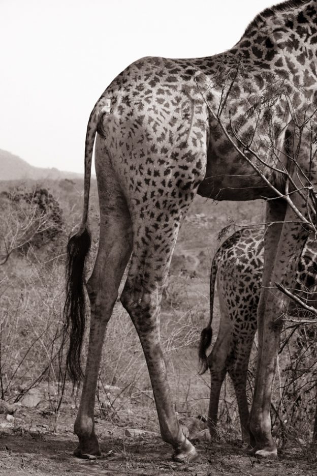Giraffe with Calf, Kruger National Park, South Africa