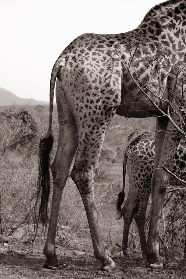 Giraffe with Calf, Kruger National Park, South Africa