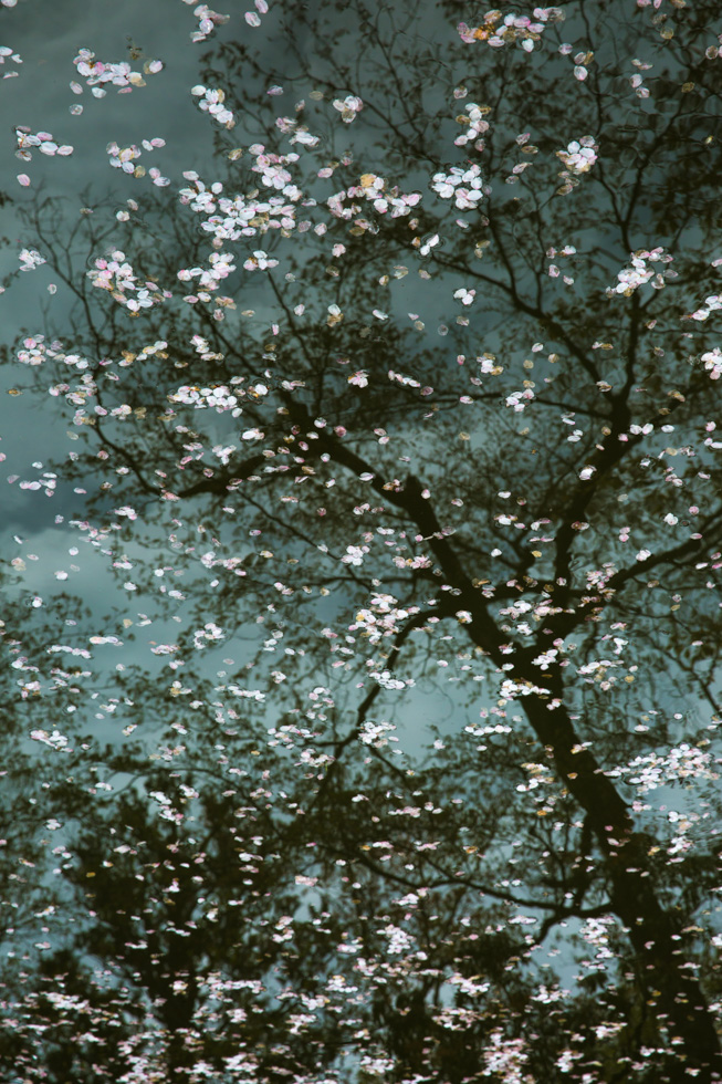 Ode to Mortality (Sakura with Tree Reflection), Kiyomizu-dera Temple, Kyoto, Japan