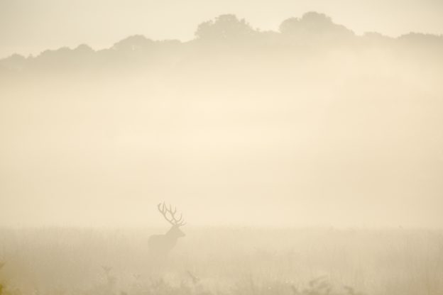 Stag in Mist, Red Deer Rut, Richmond Park