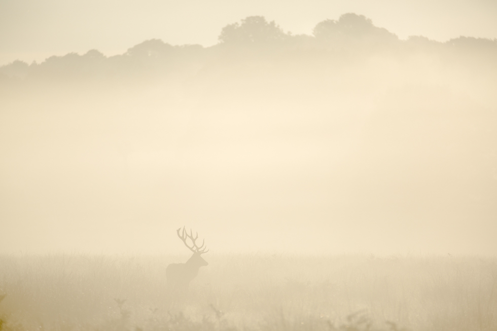 Stag in Mist, Red Deer Rut, Richmond Park