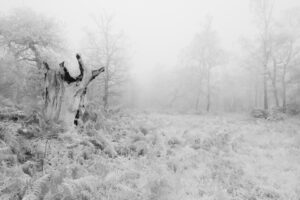 Howling Wolf Tree, Ashtead Common, Surrey, UK