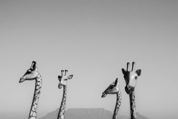 Four Giraffes, Cape Town, South Africa