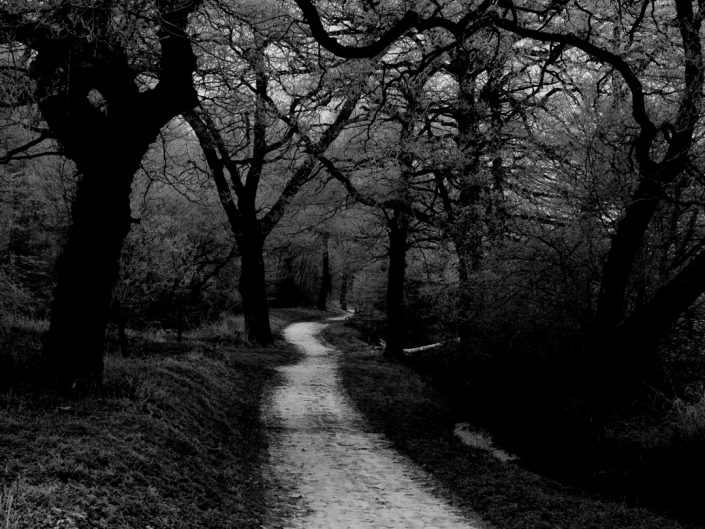 Frosted Path, Ashtead Common, Surrey