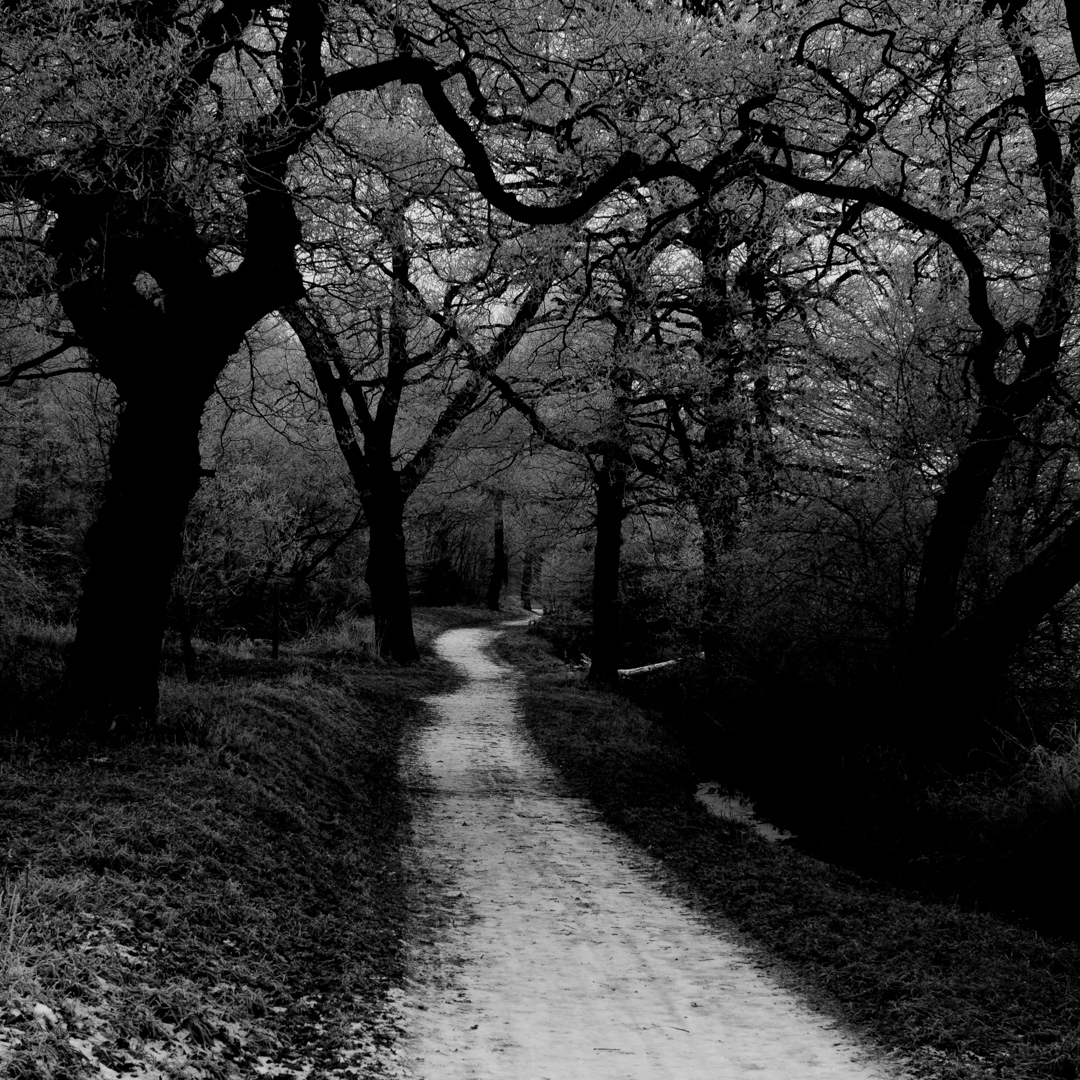 Frosted Path, Ashtead Common, Surrey