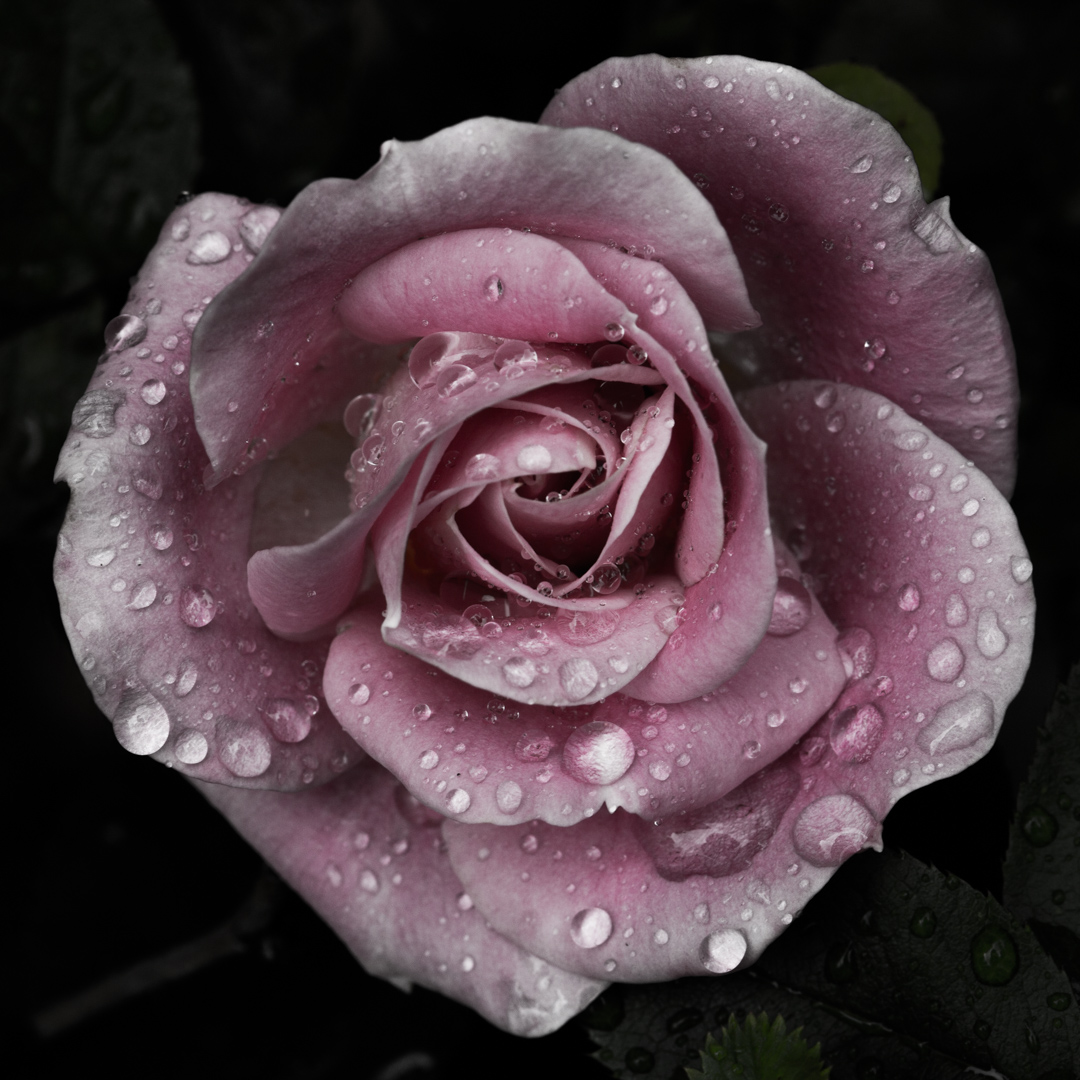 Raindrops with Rose