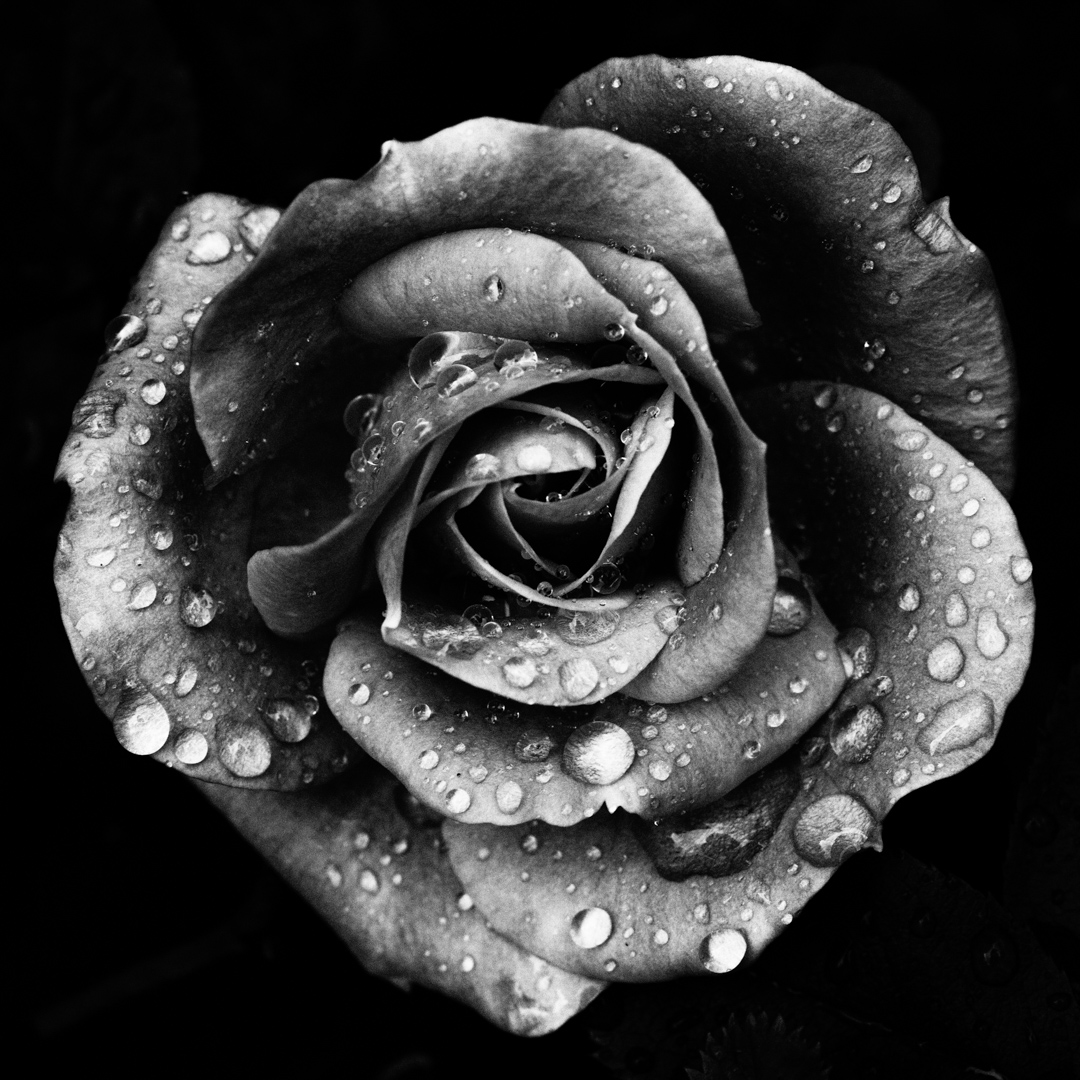 Raindrops with Rose