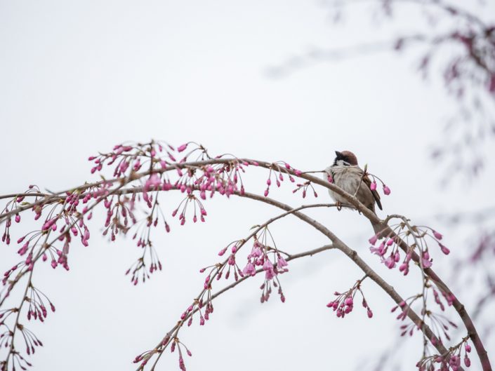 Sparrow With Sakura