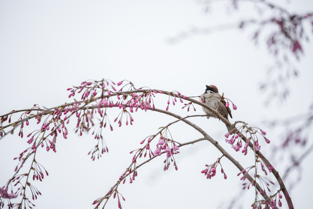 Sparrow With Sakura