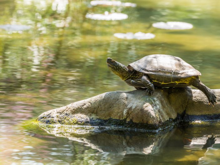 Turtle Basking on Rock, Heian Shrine Garden