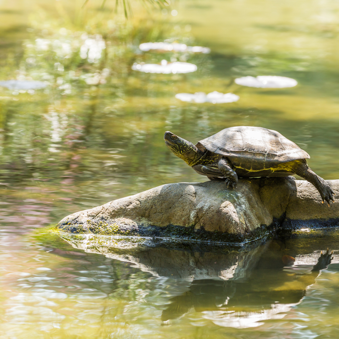 Turtle Basking on Rock, Heian Shrine Garden