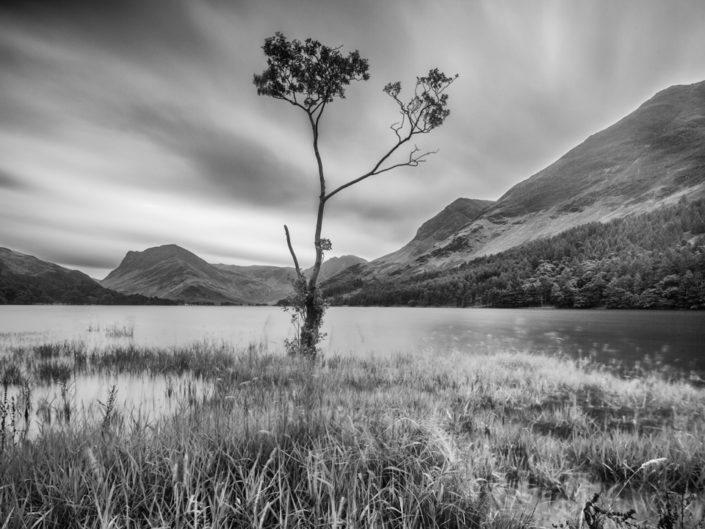 Lone Birch Tree, Buttermere, Lake District, UK