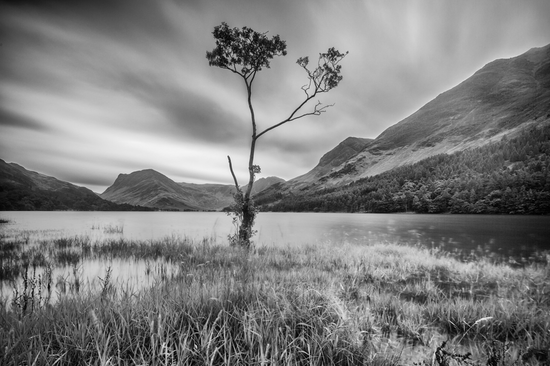 Lone Birch Tree, Buttermere, Lake District, UK