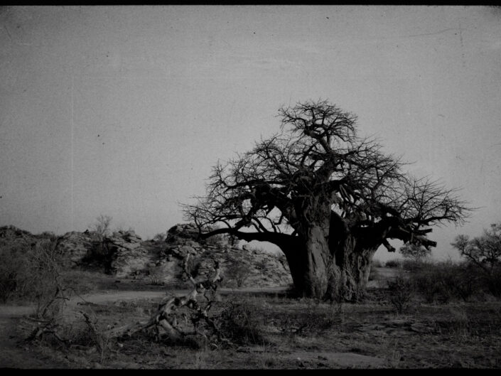 Baobab, Mapungubwe