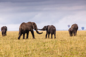 Elephant Greeting, Maasai Mara, Kenya