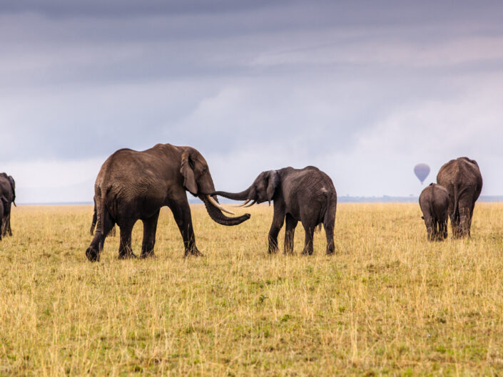 Elephant Greeting, Maasai Mara, Kenya