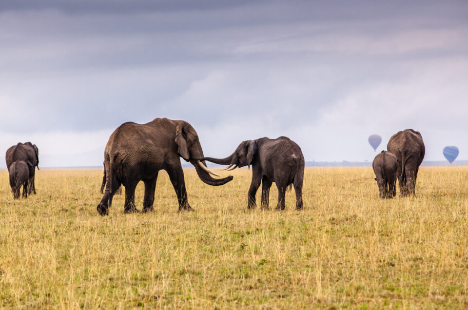 Elephant Greeting, Maasai Mara - Adriaan van Heerden Photography