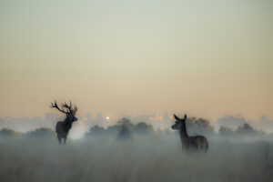 Stag and Hind, Red Deer Rut, Richmond Park