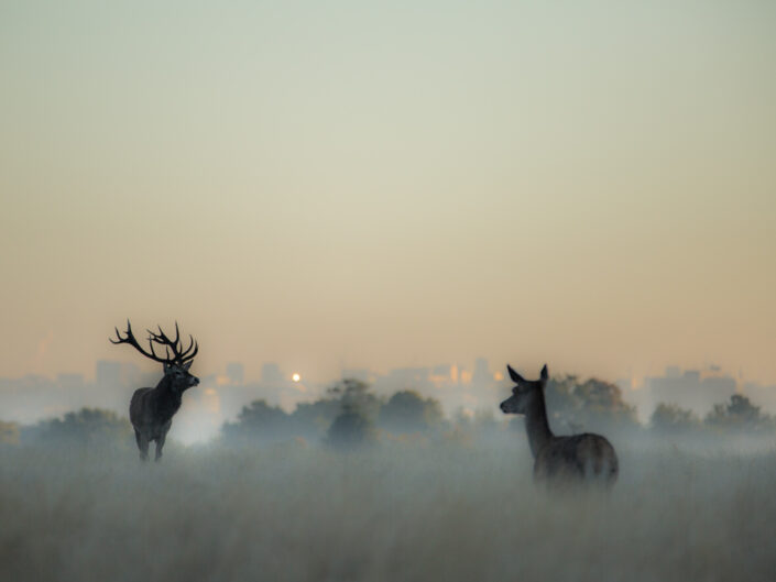 Stag and Hind, Red Deer Rut, Richmond Park