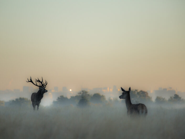 Wildlife in Colour